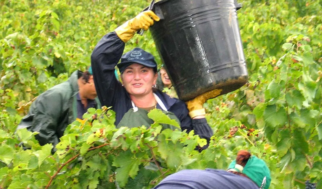 A beginner's guide to the wines of Puglia