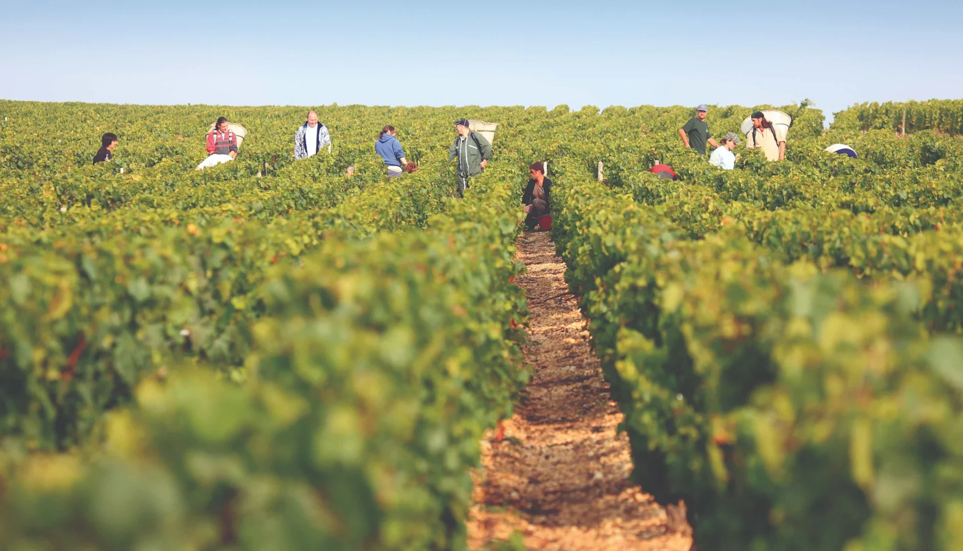Vineyard workers harvesting grapes along a dirt path between rows of green vines under a clear sky.
