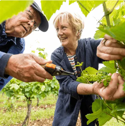 Grape Harvest 2025 - Section 1 - Image