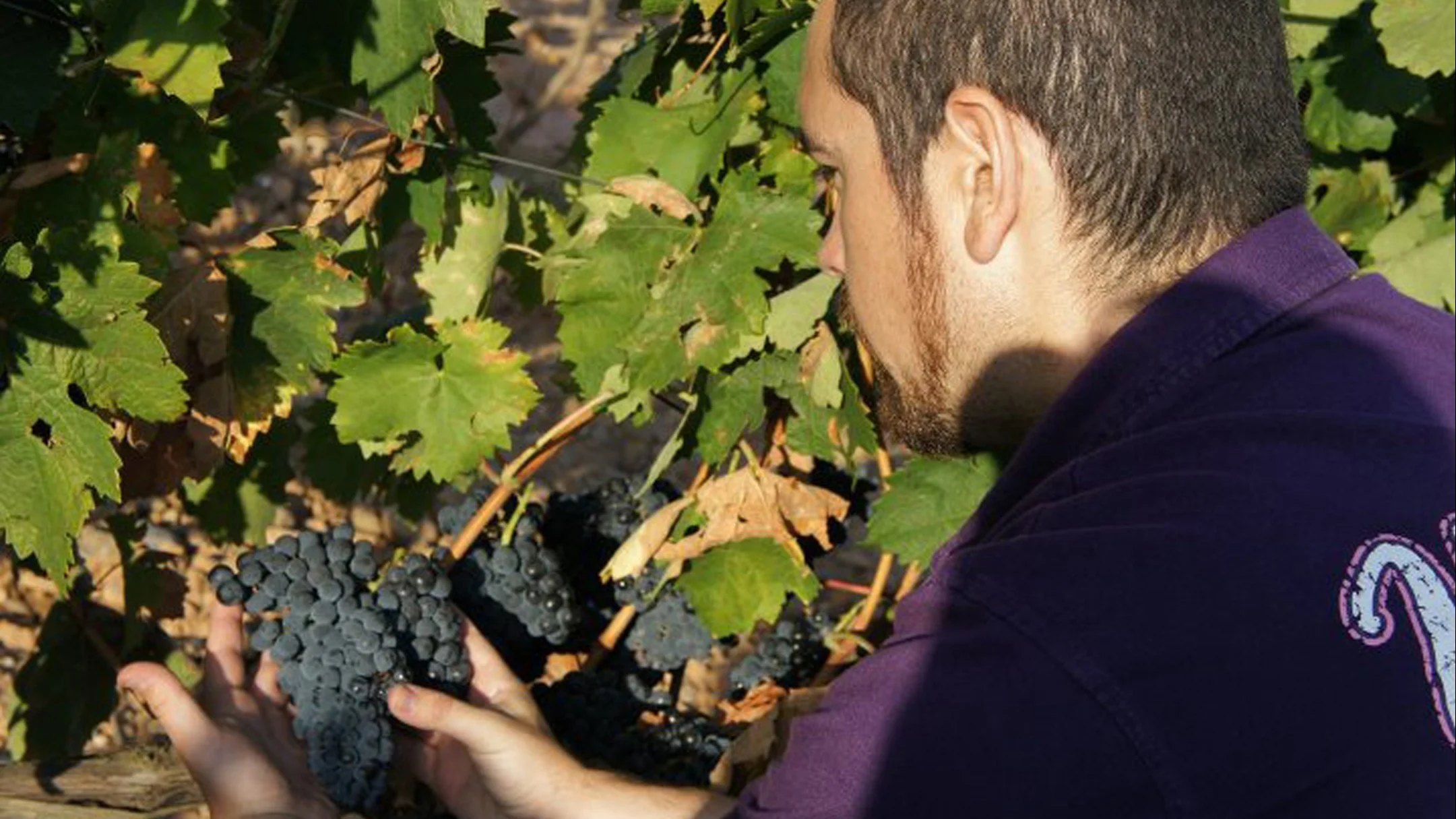 Person examining a cluster of dark grapes on the vine during the growing season.