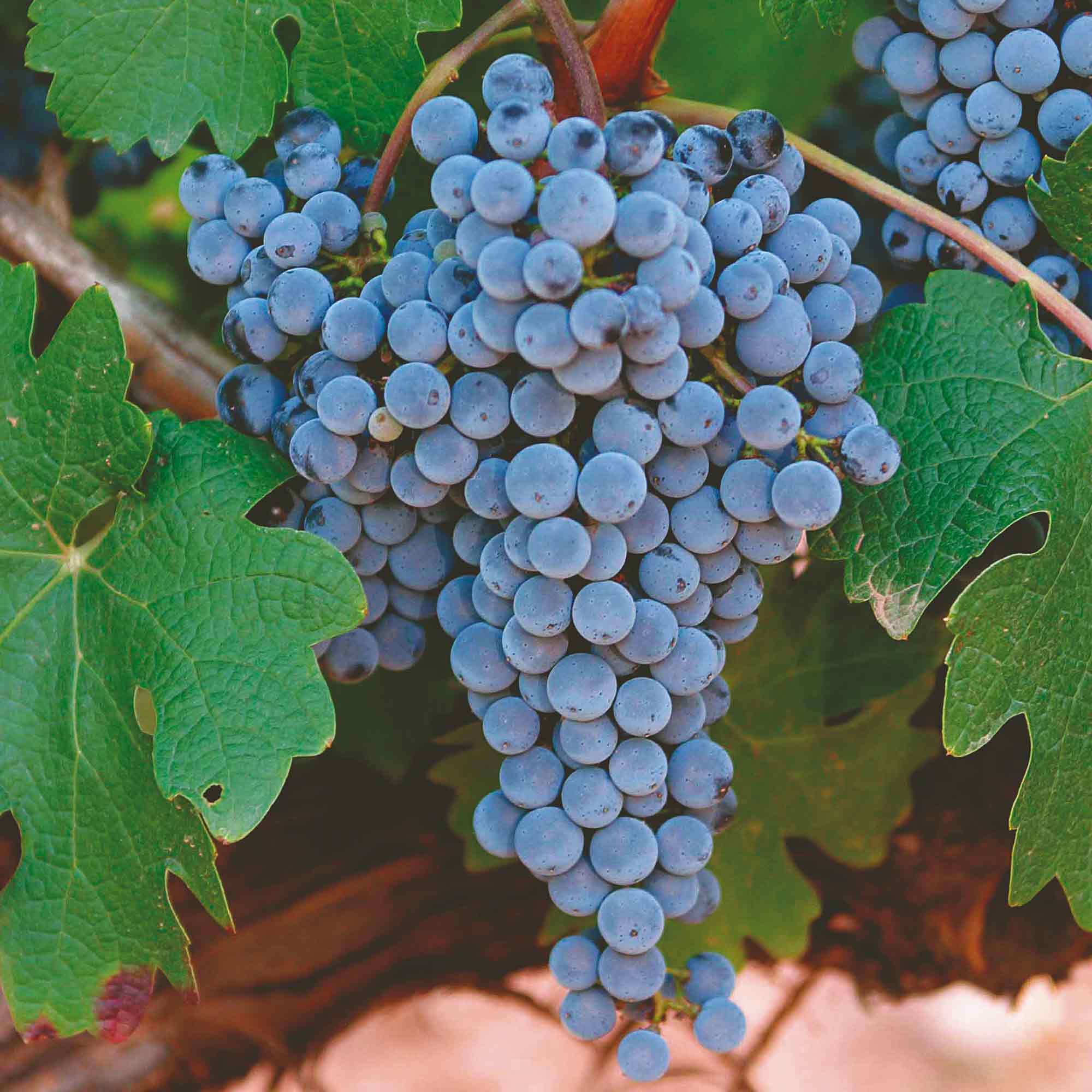 Popular Types of Red Wine - Merlot