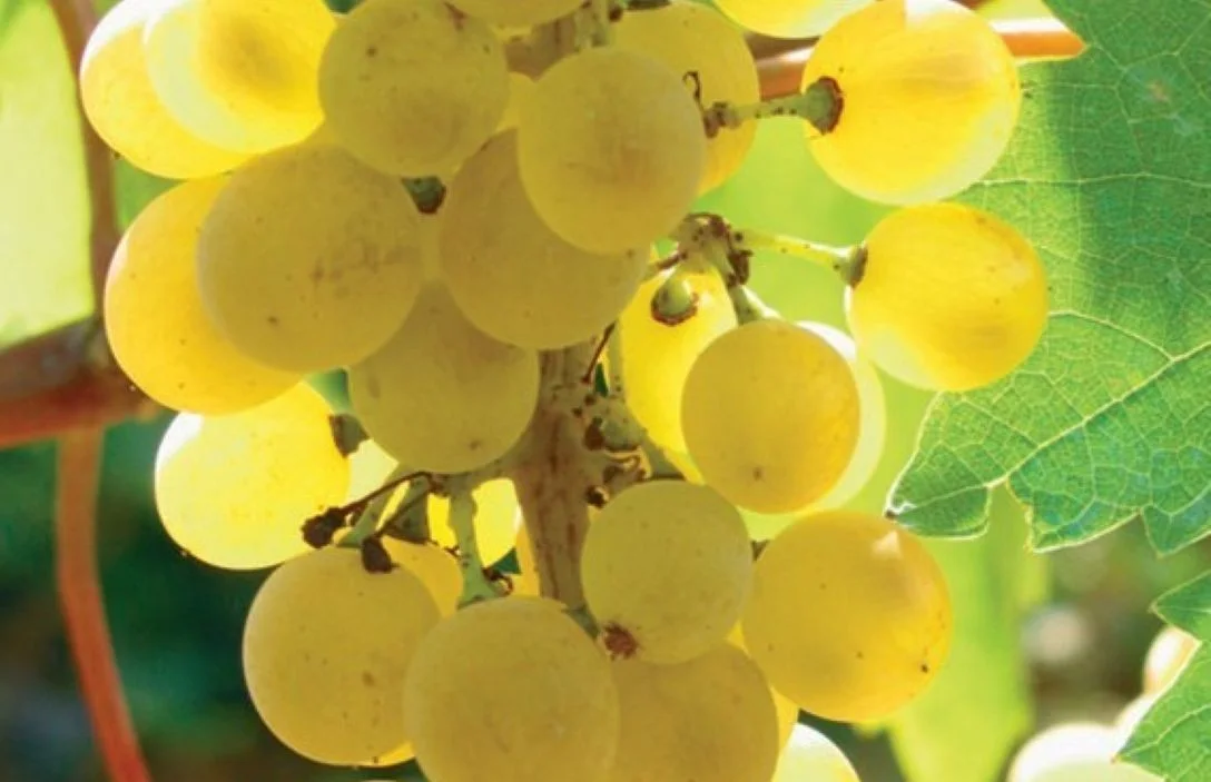 Grape Guide to Viognier - Grape profile - Image