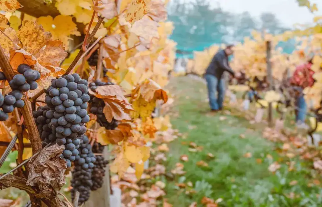 Pinot Noir vs Merlot