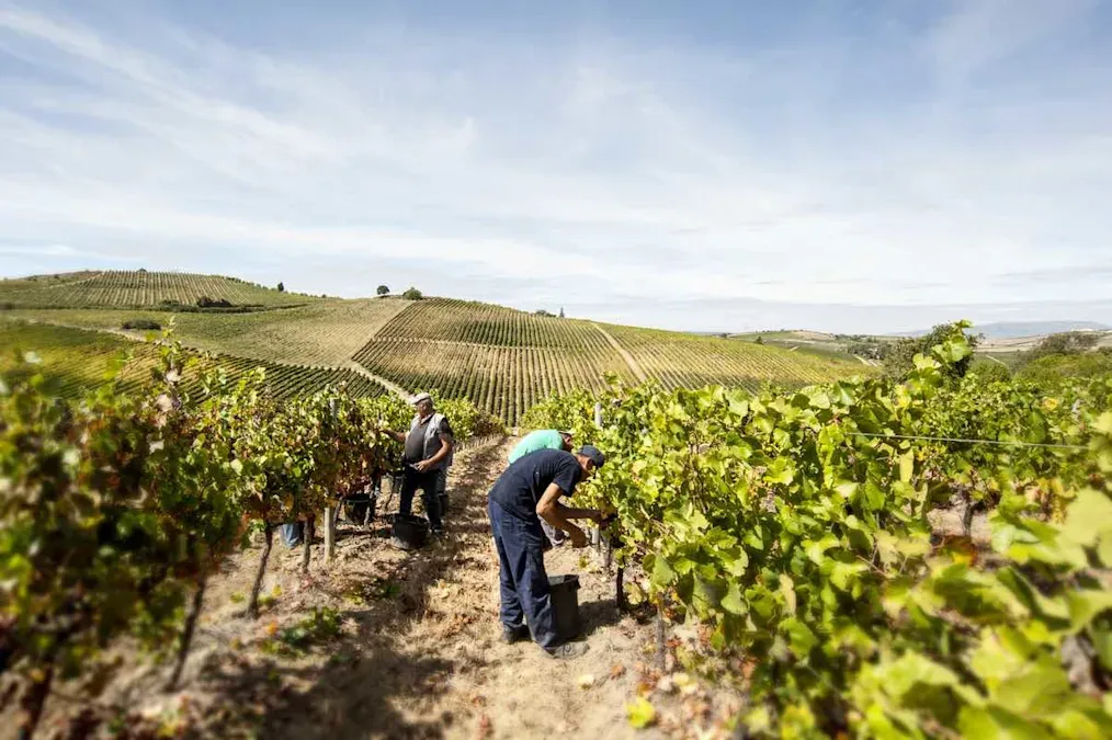 People harvesting grapes in a vineyard with rolling green hills in the background.