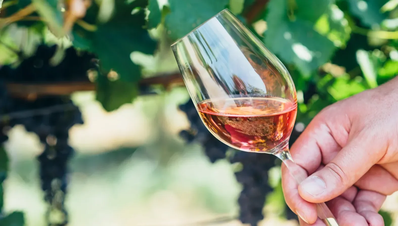 A hand holding a glass of rosé wine in a vineyard.
