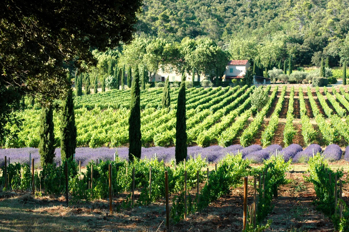 Rows of grapevines and cypress trees with a band of lavender in a sunlit vineyard, with a house and forest in the background.
