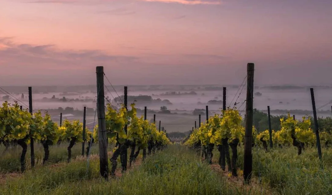 Wines of the Rhone Valley -