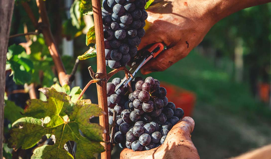 A smart guide to Merlot