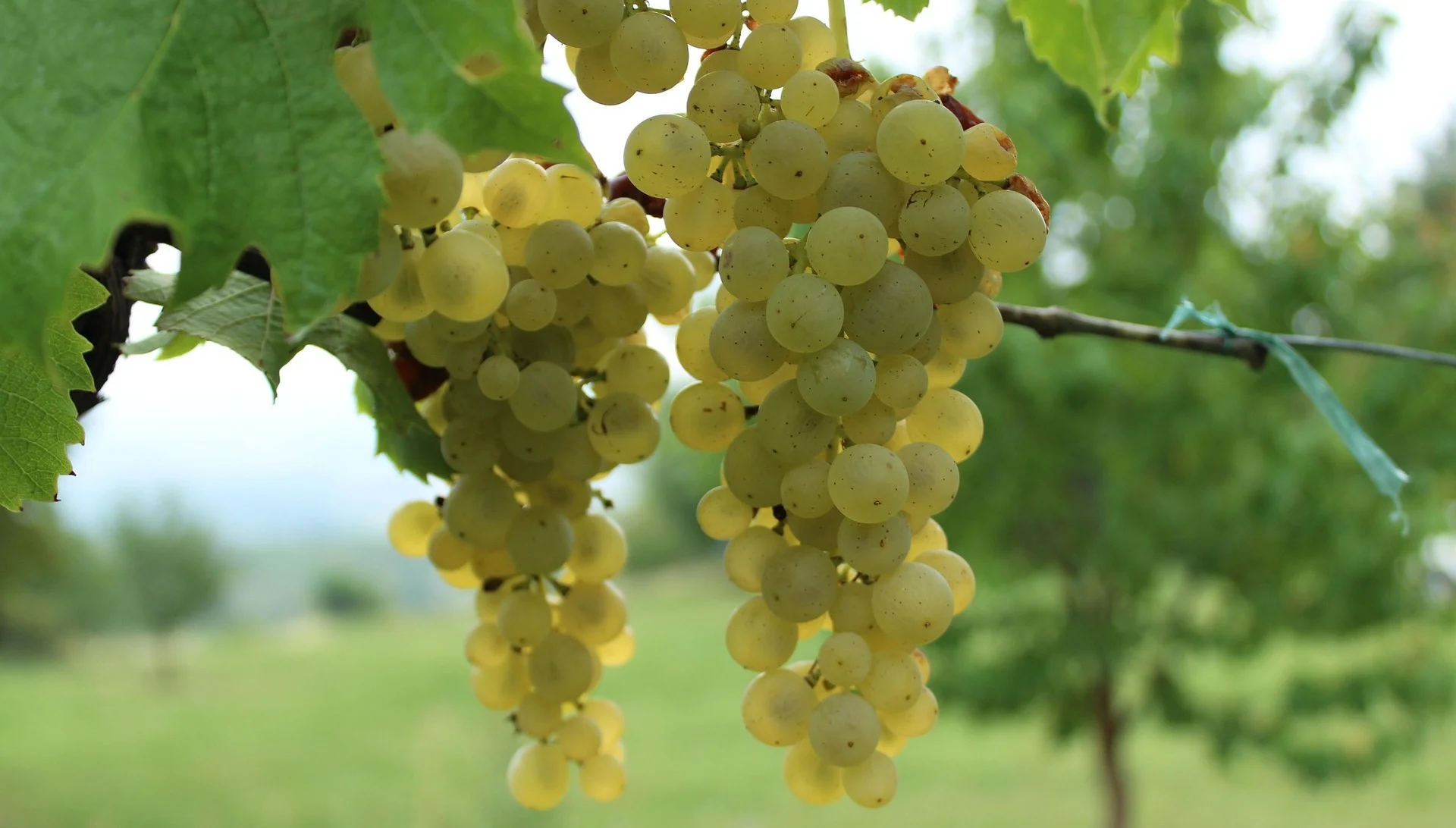 Clusters of pale green grapes hanging from a vine with broad green leaves in a vineyard.