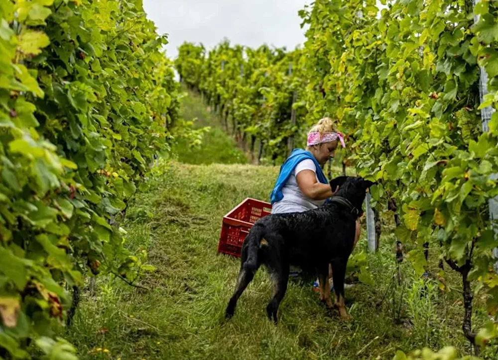 Where is pinot grigio from image