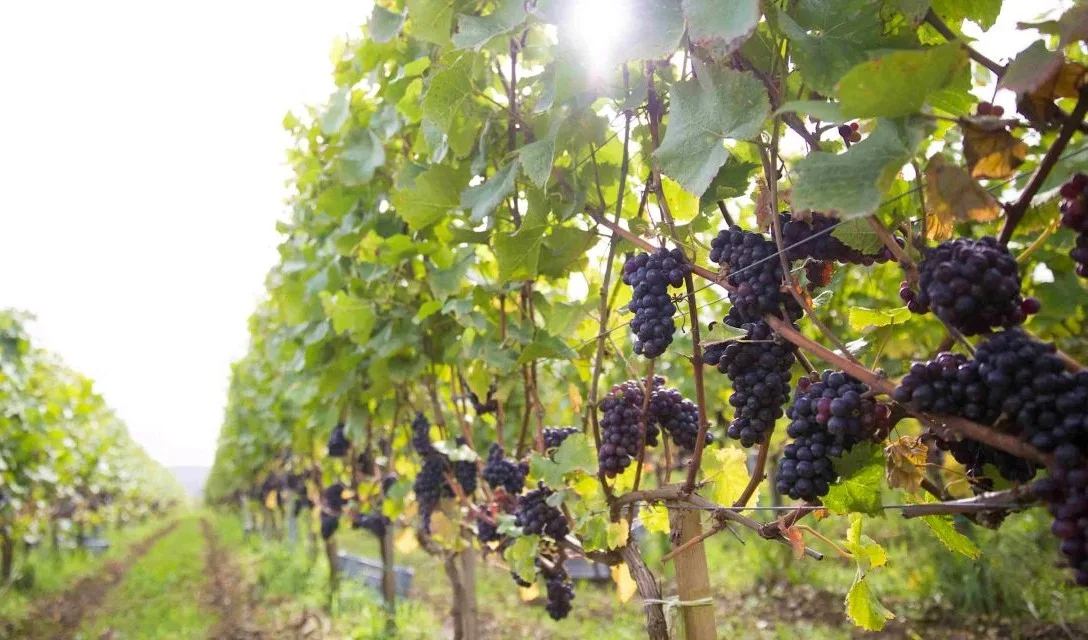English fizz guide - Big 3 grapes - Image
