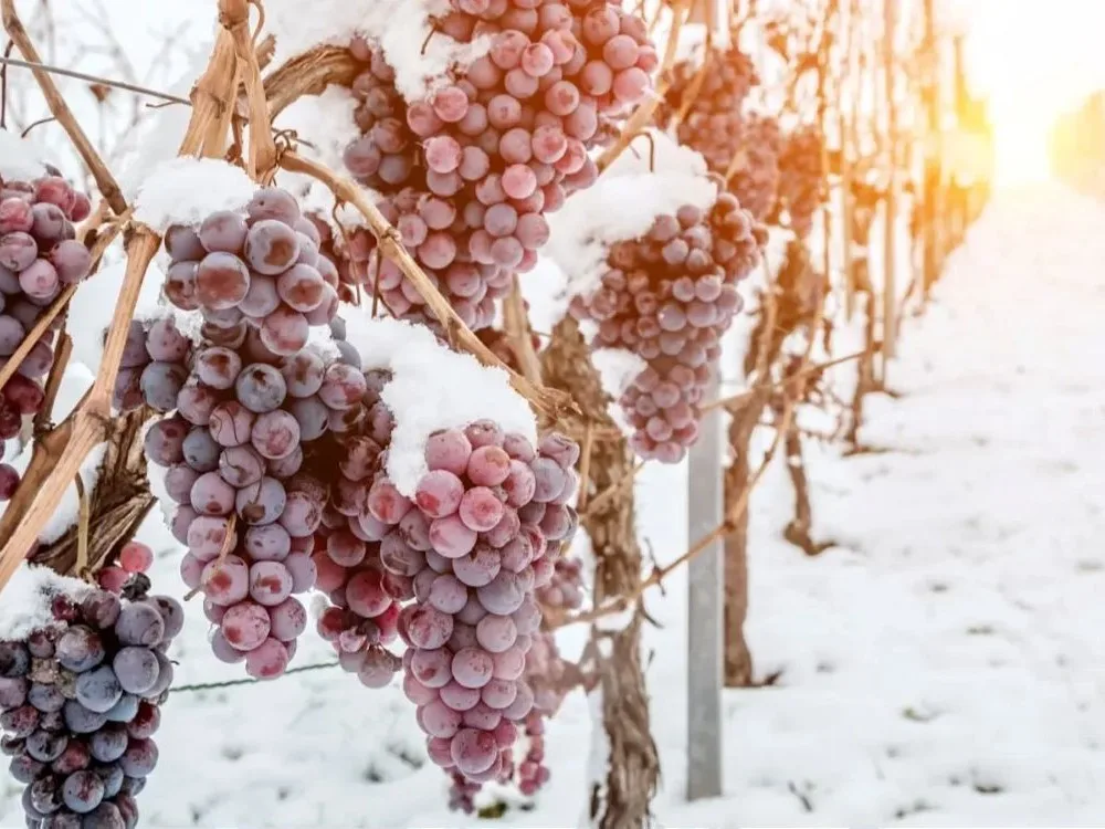 Wine Classifications - Germany - Block 2 - Image