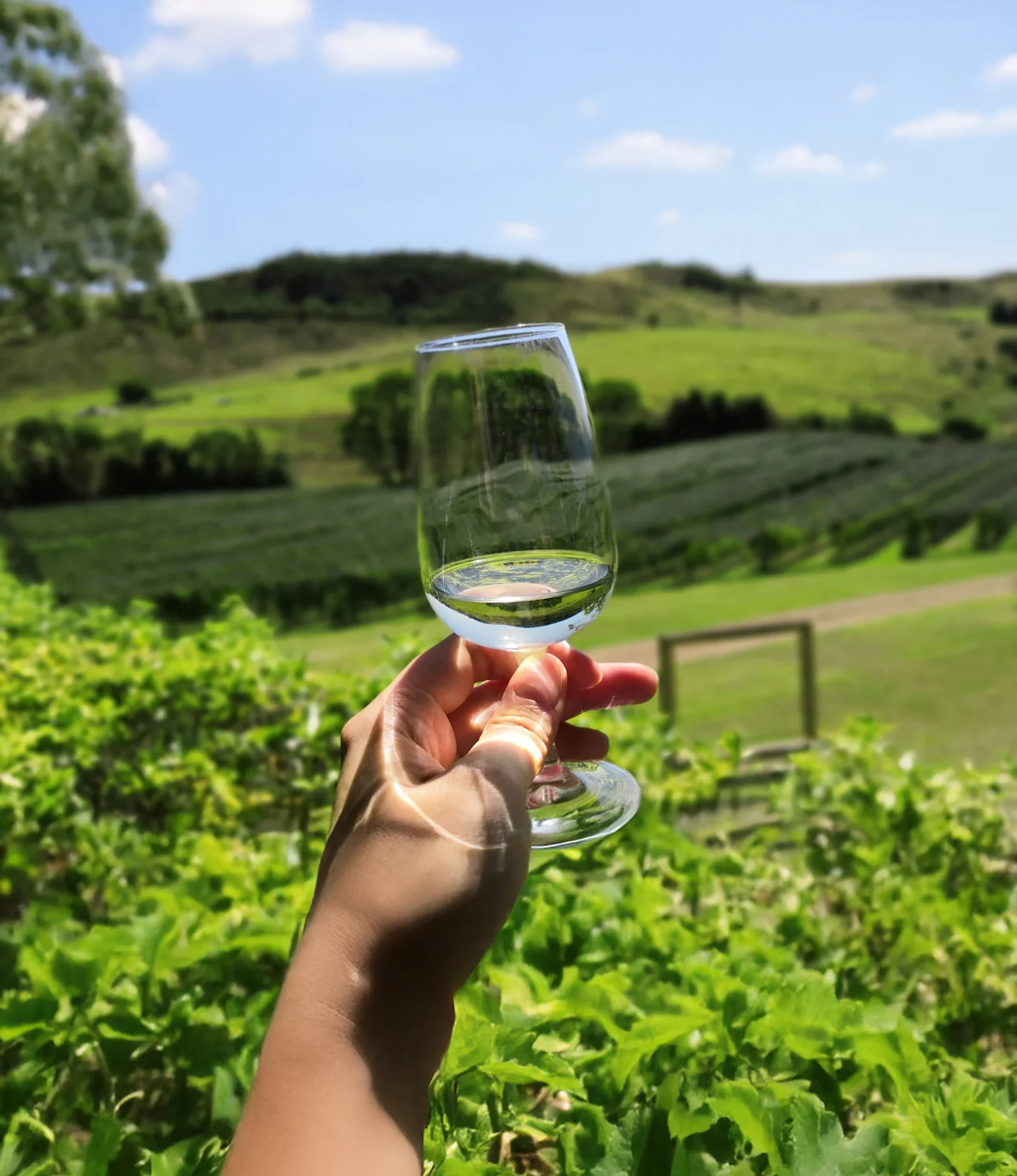 New Zealand Sauvignon Blanc image