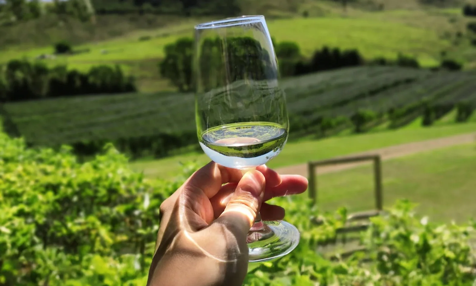 Hand holding a glass of white wine overlooking green vineyard rows and rolling hills on a sunny day.