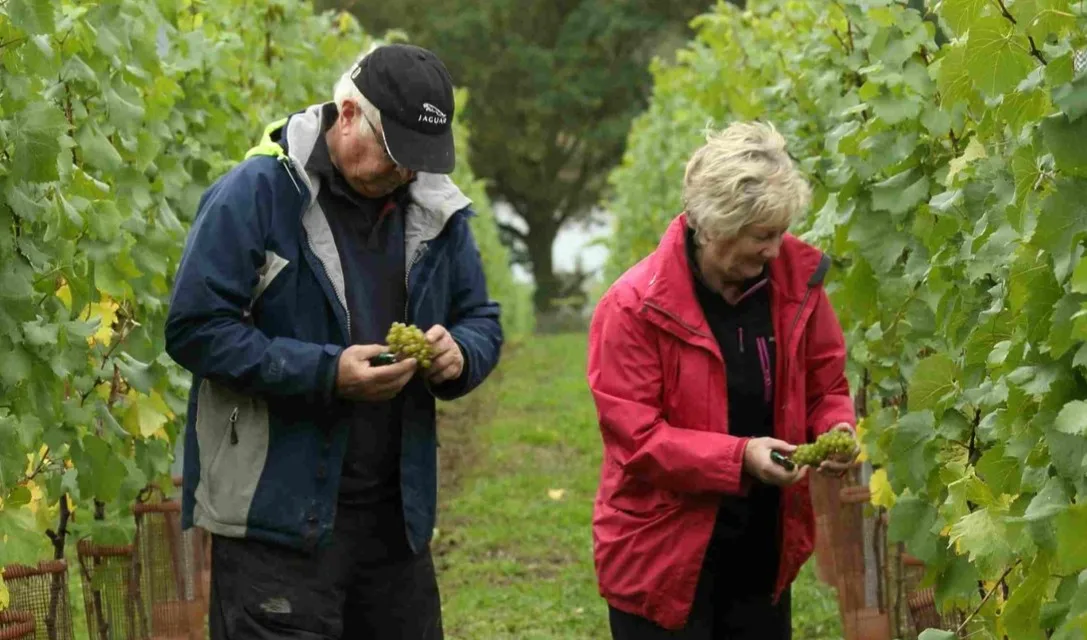 Tony recommends - Grape Harvest
