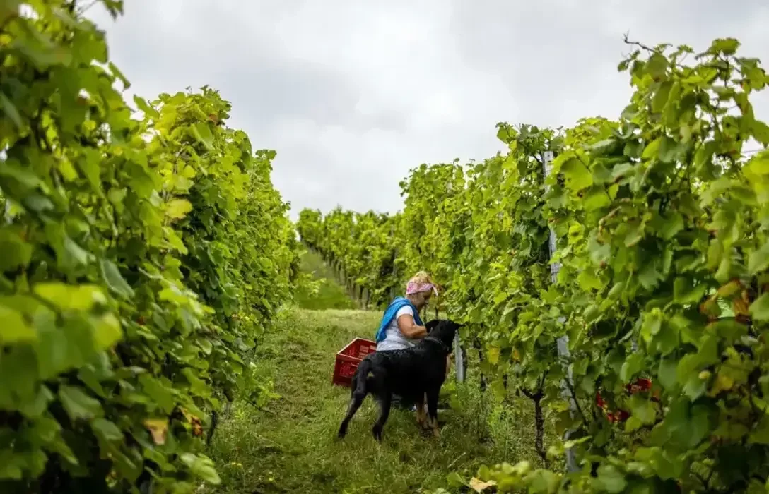 Pinot Grigio Wine Guide