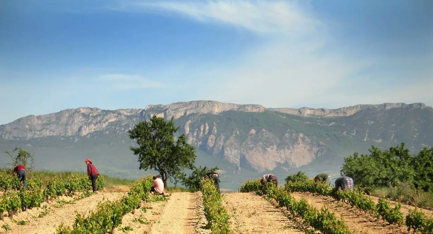 Workers tending rows of grapevines in a vineyard under a clear blue sky, with a single tree in the center and rugged mountains in the background.