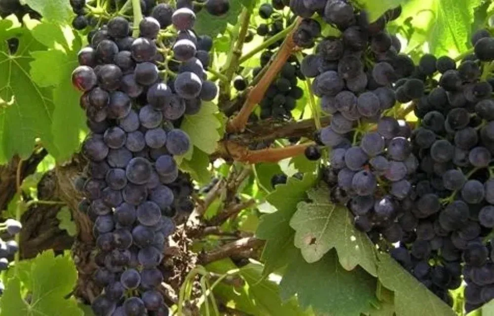 Shiraz vs Syrah - What's the difference - Image