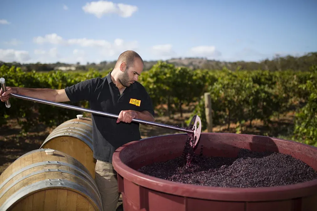 Some popular red grape varieties image 02