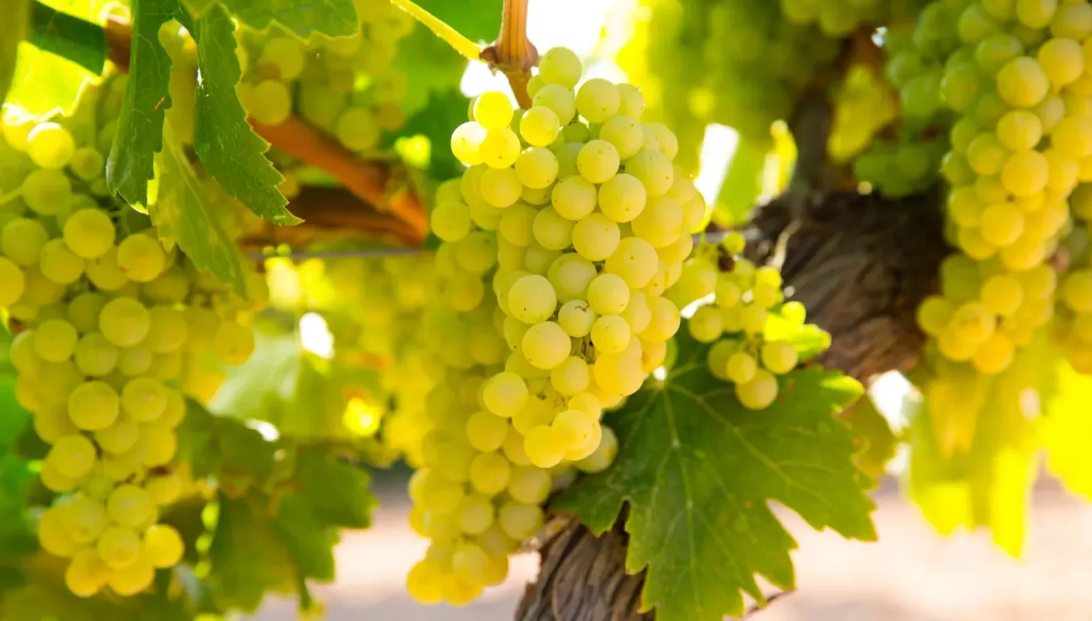 Clusters of ripe pale green grapes hanging from vines, lit by warm sunlight.