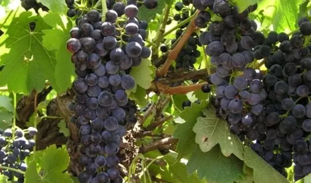 Syrah / Shiraz grapes