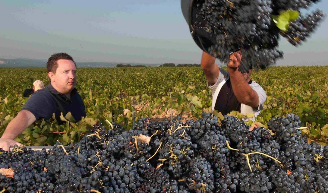 A step-by-step guide to Syrah and Shiraz