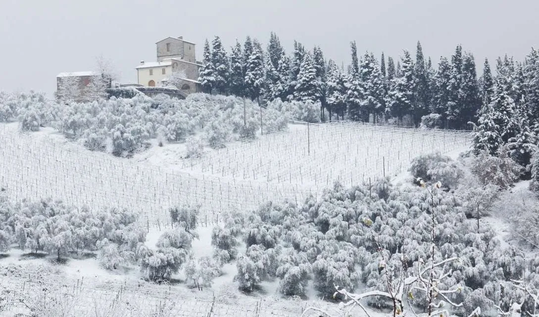 Blog promo - Winter in the vineyards - iMAGE