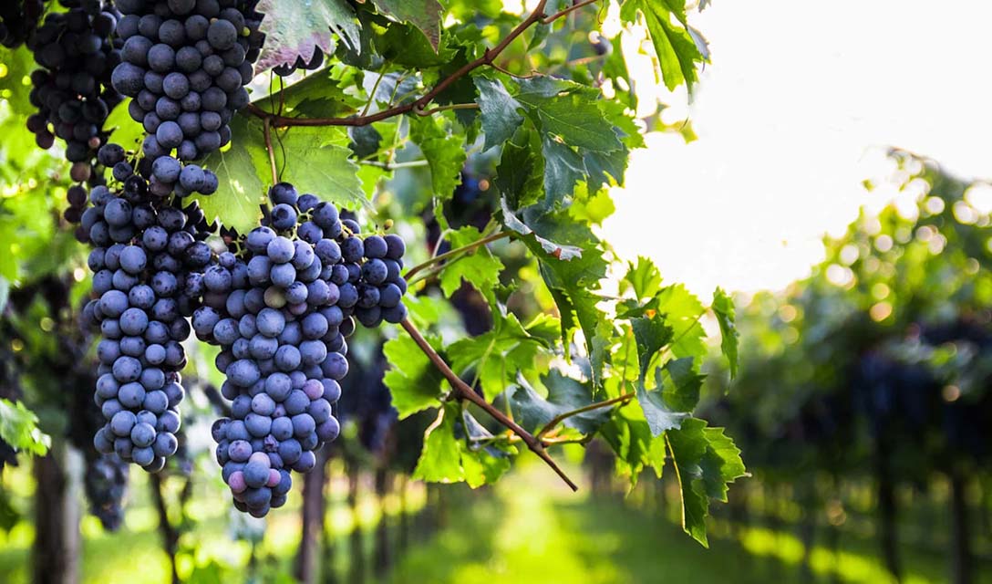 What is a natural wine?