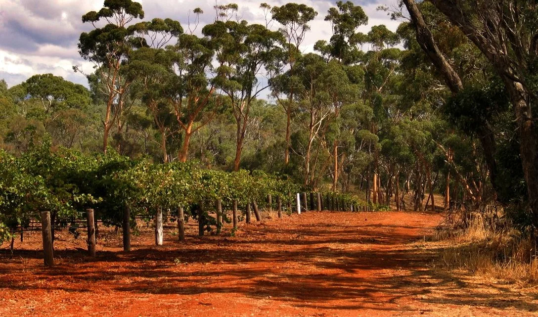 Australian Wine Regions - South Australia - Image