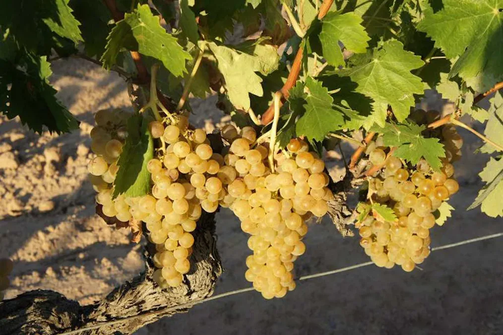 Clusters of golden-green grapes on a vine with green leaves in bright sunlight.