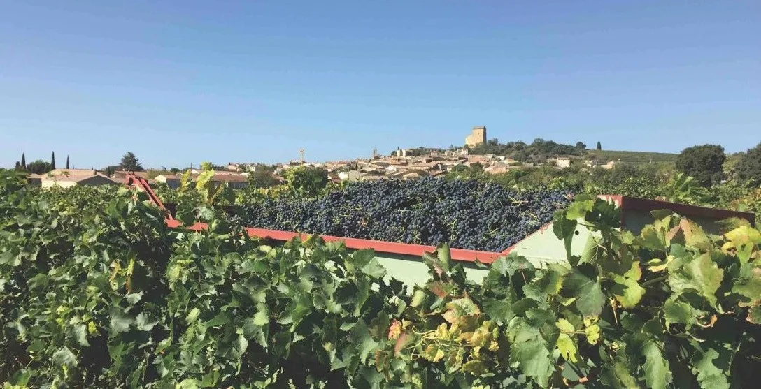 Guide to Châteauneuf-du-Pape - How it rose to fame - Image