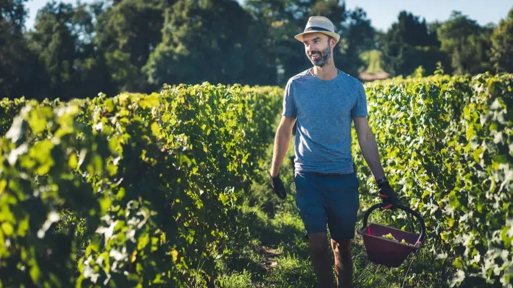 Person carrying a harvest basket while walking between rows of grapevines in a sunlit vineyard.