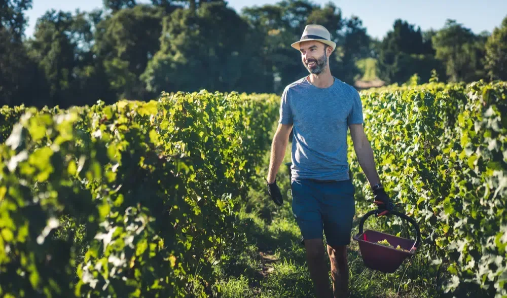 Person carrying a harvest basket while walking between rows of grapevines in a sunlit vineyard.