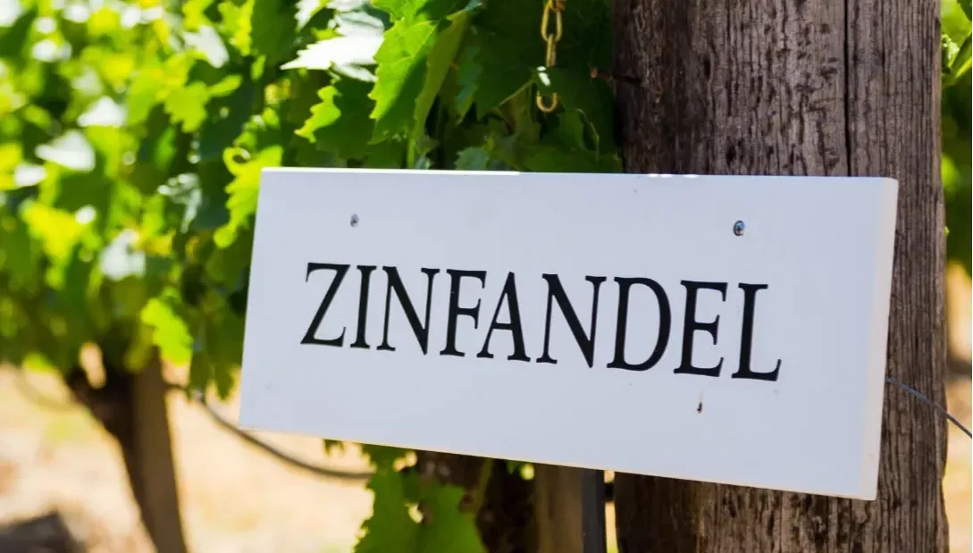 White vineyard sign reading “Zinfandel” attached to a post among green leaves.