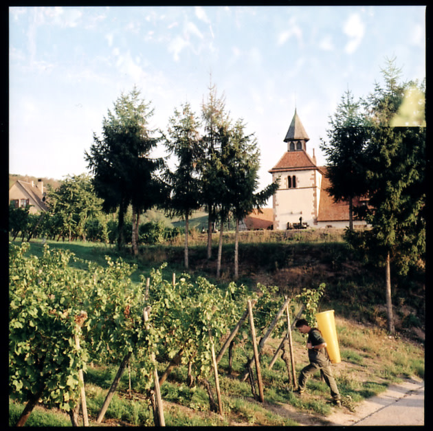 Pierre Brecht vines