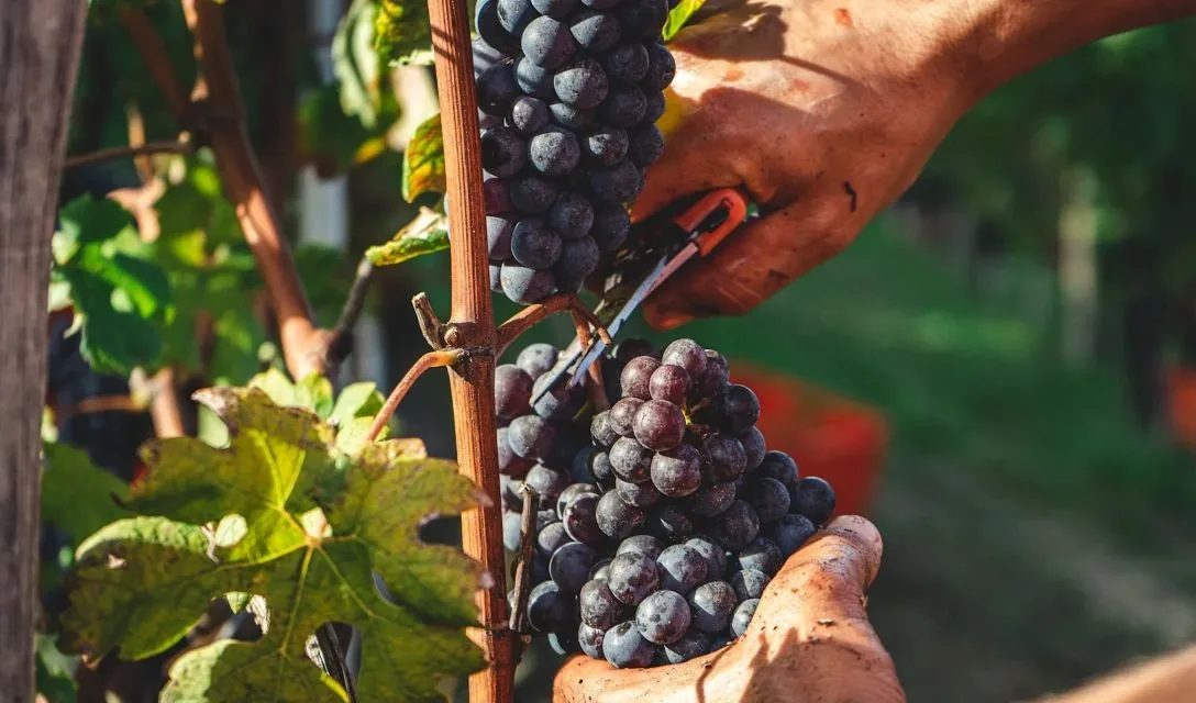 harvesting red grapes