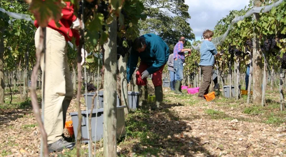Harvest at Wyfold Vineyard