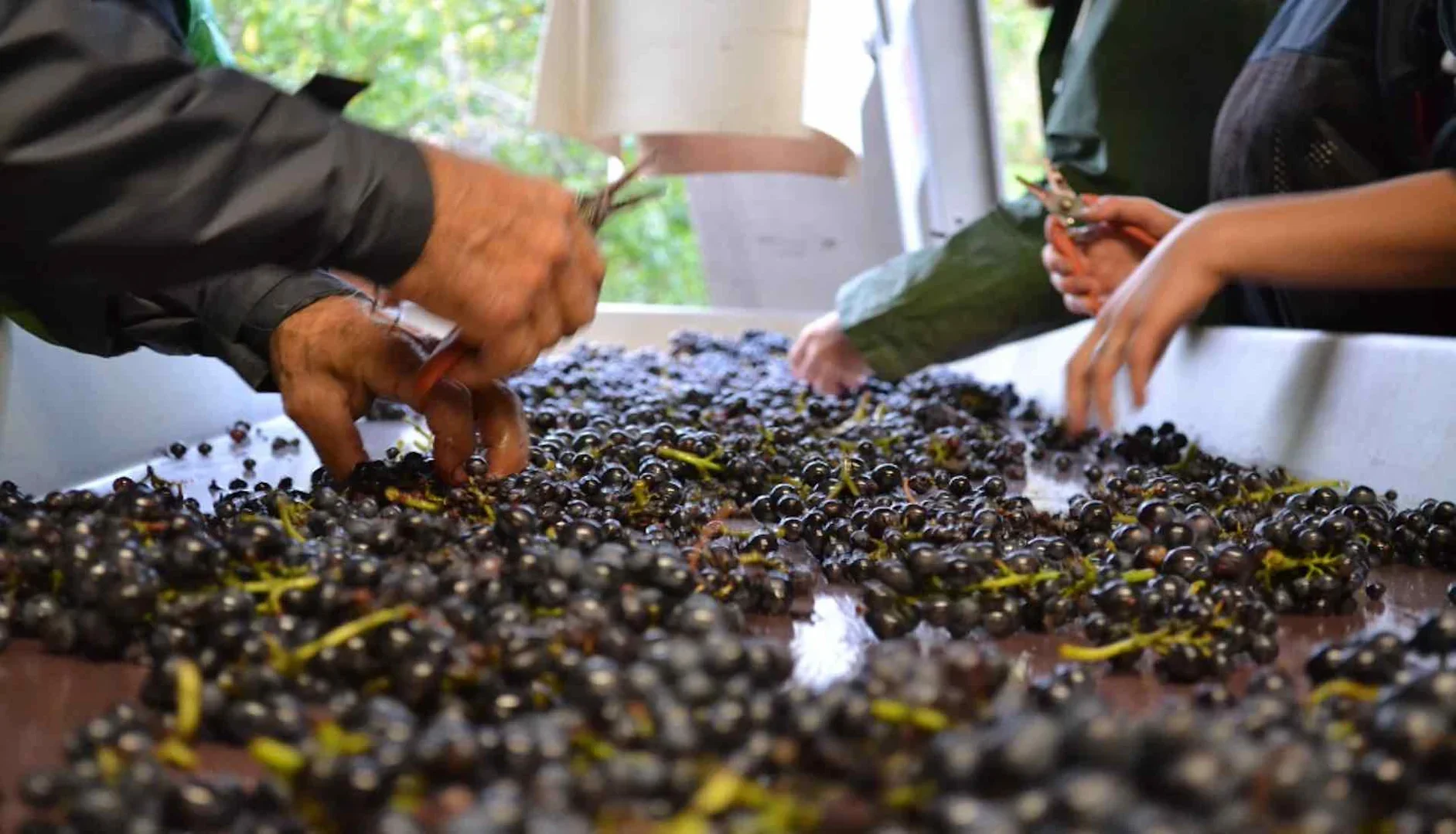 Hands sorting dark purple grapes on a flat surface using small pruning shears during harvest.