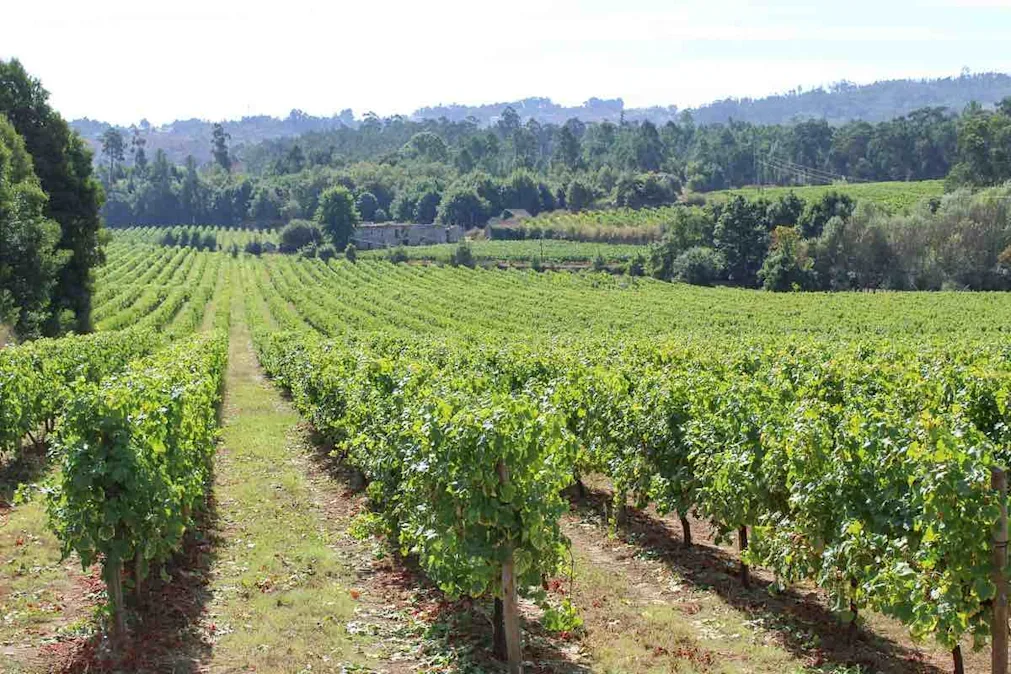 Rows of green vineyard vines stretching across a wide landscape with trees and hills in the distance.