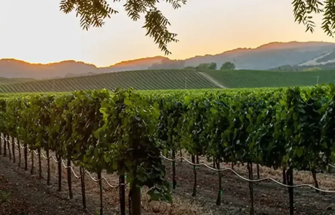 World's Most Popular Wine Regions