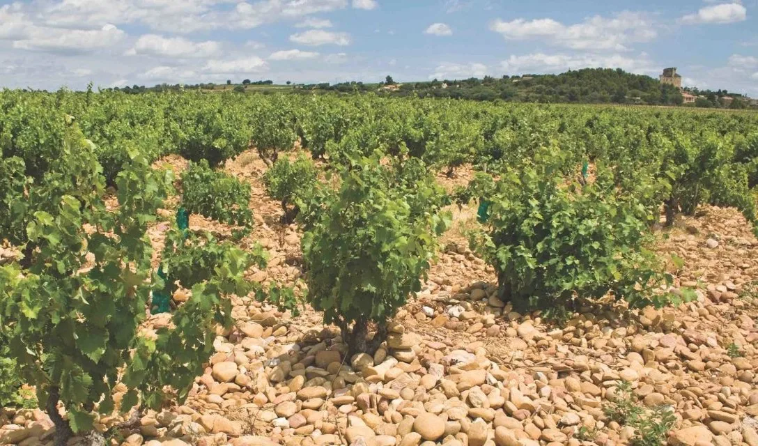 Your essential guide to Châteauneuf-du-Pape