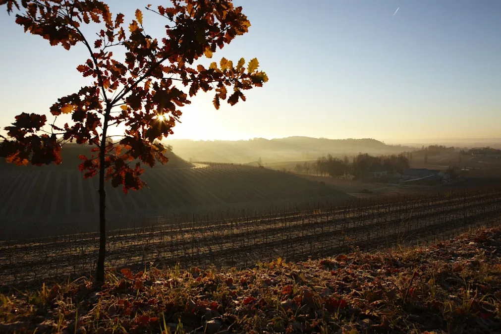 A sunset over the hills of a vineyard in Bordeaux, where red grapes can we seen in abundance alongside a lone tree.
