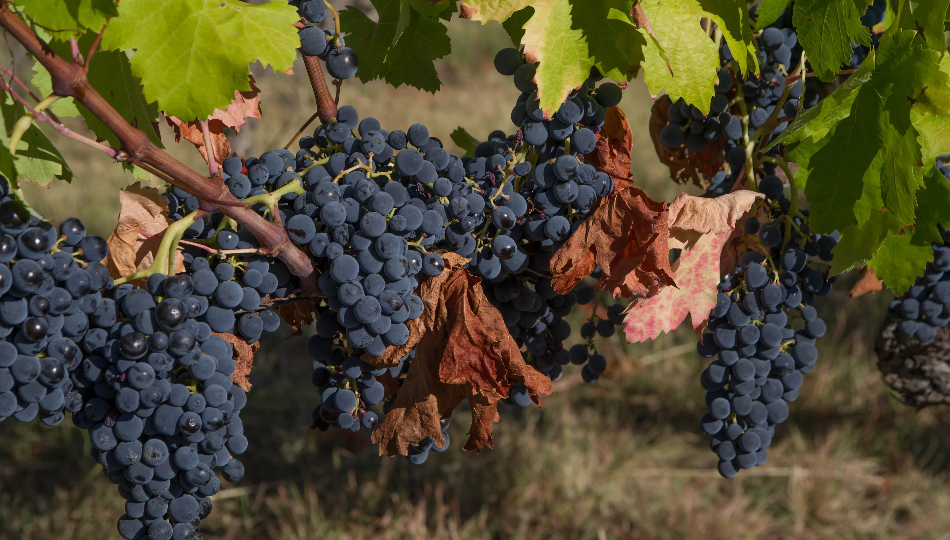 Ripe dark grapes on the vine with a mix of green and brown leaves.