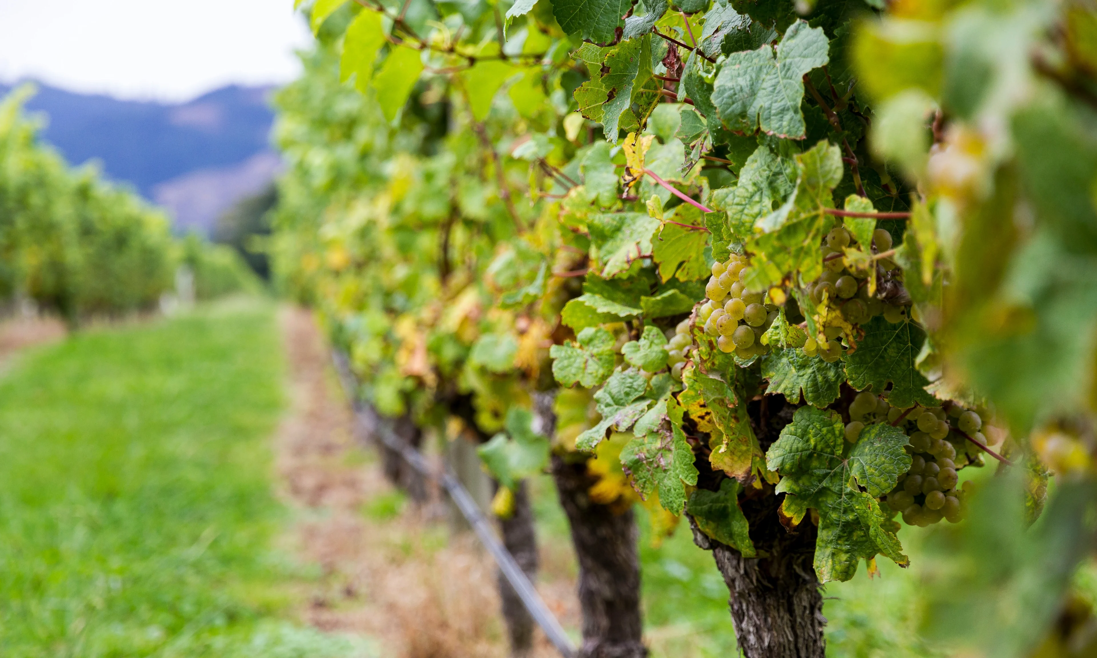 Rows of grapevines with clusters of pale green grapes growing along a vineyard row bordered by grass.
