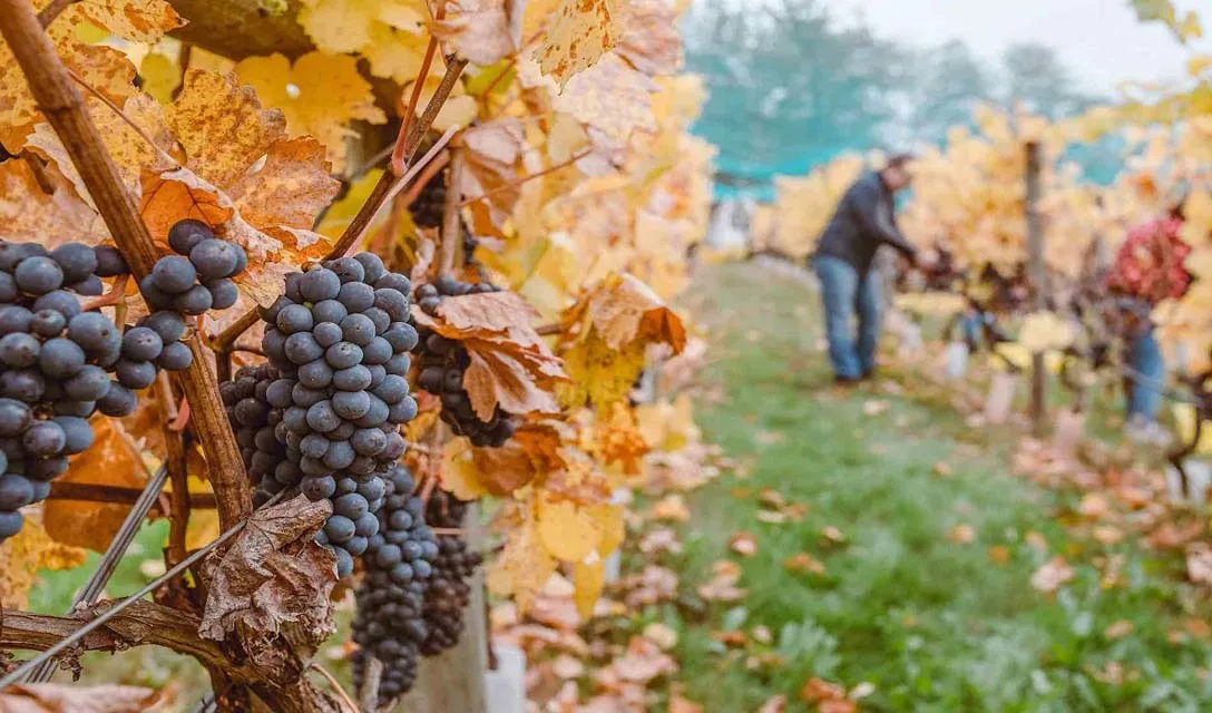 Your easy guide to Pinot Noir