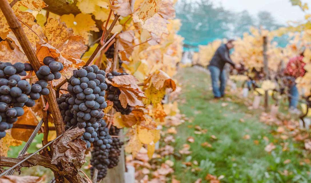 Your easy guide to Pinot Noir