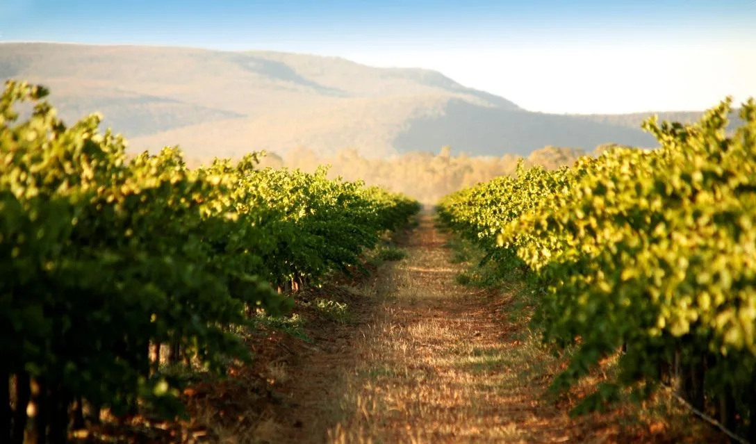 viognier grape guide