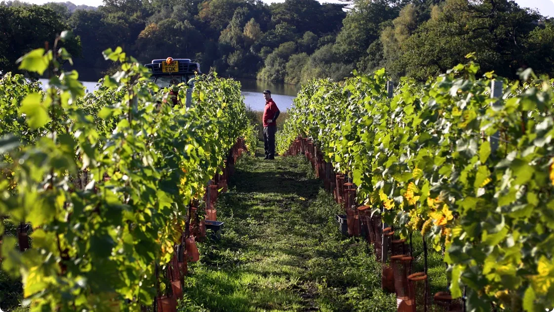 Vineyard Partners - Windsor Great Park - About us image 