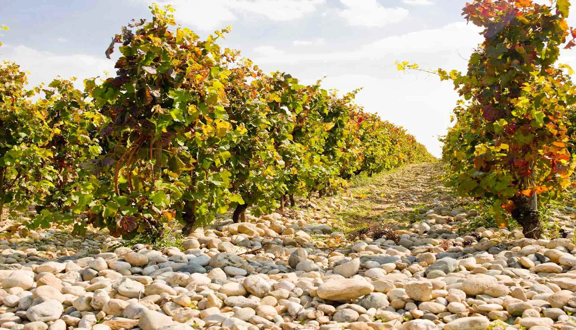 Rows of grapevines with green and red leaves growing in stony soil under bright sunlight.
