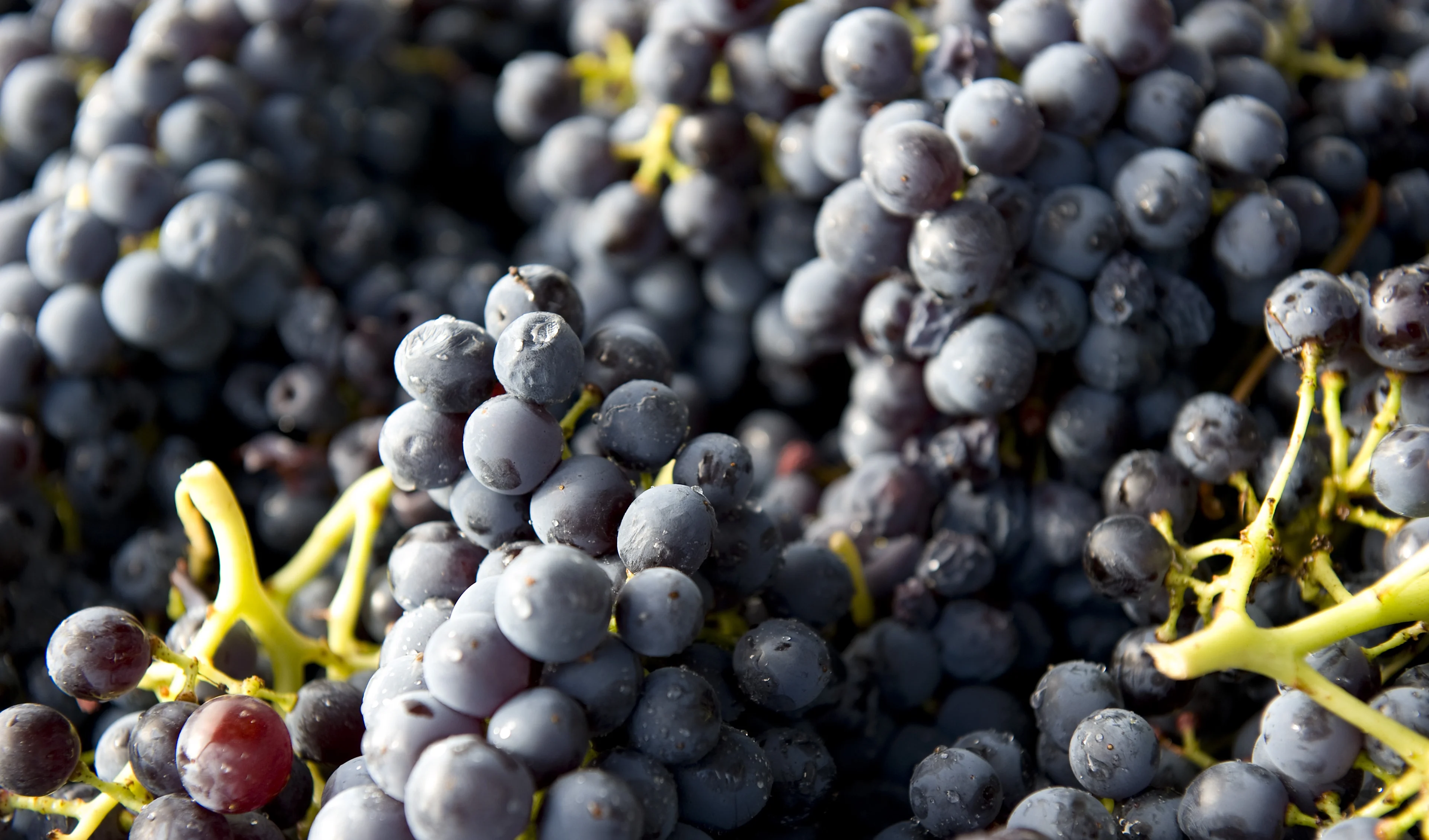 Close-up of freshly harvested dark purple wine grapes with dusty skins and green stems clustered together in natural light.